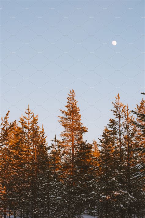 Pine Trees Under The Moon Nature Stock Photos Creative Market