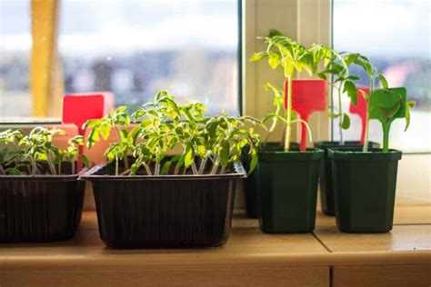 How to Start an Indoor Tomato Garden: 2 Easy Methods for Growing Tomatoes Inside - Minneopa Orchards