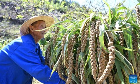 Villagers Embrace Millet Harvest In North China Global Times