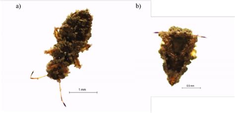 Metarhizium | PLOS ONE