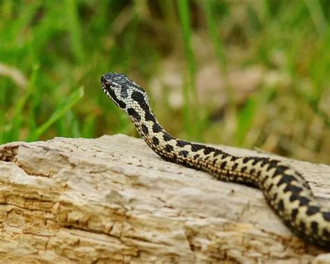 Common European Adder Zoopedia Wiki Fandom
