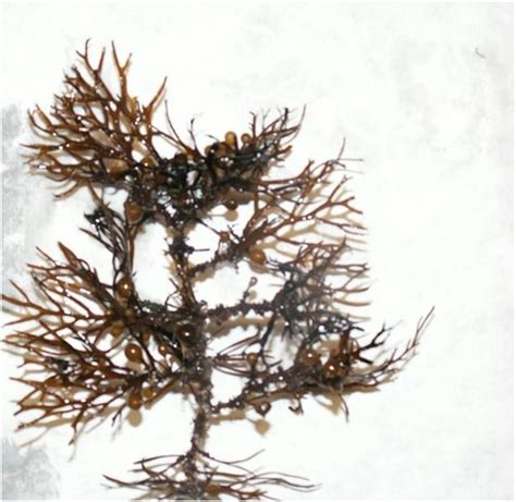 Sargassum Palmeri Multi Agency Rocky Intertidal Network INaturalist