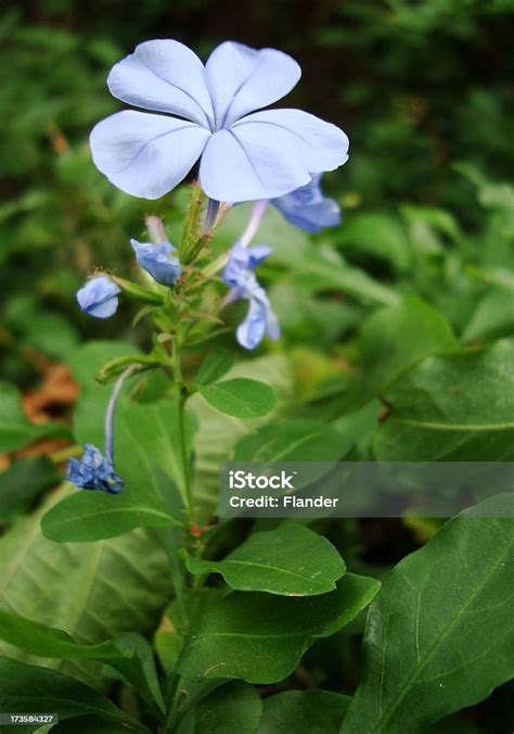 Blue Flower Stock Photo Download Image Now Blue Color Image