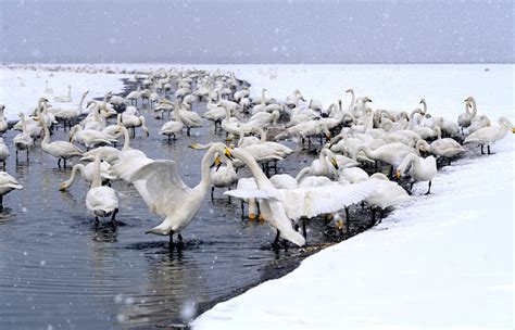 Impresionante El Lago De Los Cisnes Cada A O Durante Esta Poca