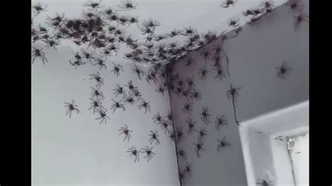 Centenas de aranhas invadem casa na Austrália e surpreendem moradora