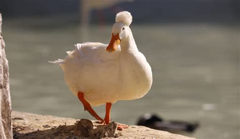 Quietest Duck Breeds The Hip Chick