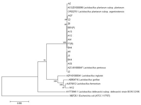 Phylogenetic Tree Shows The Affiliation Of Lactic Acid Bacteria