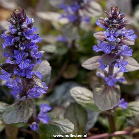 Ajuga Reptans Atropurpurea Kruipend Zenegroen Nollesteenl