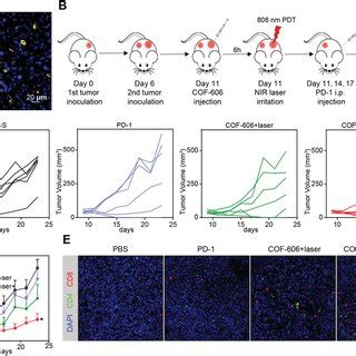 Combination Effect Of Cof Mediated Pa Induced Pdt And Pd