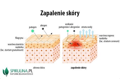 Koenzym Q Z Czym Czy Algi Spirulina I Chlorella