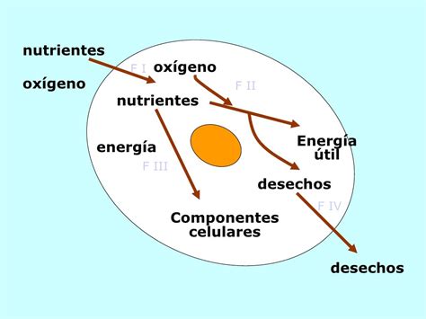 Nutricion Celular