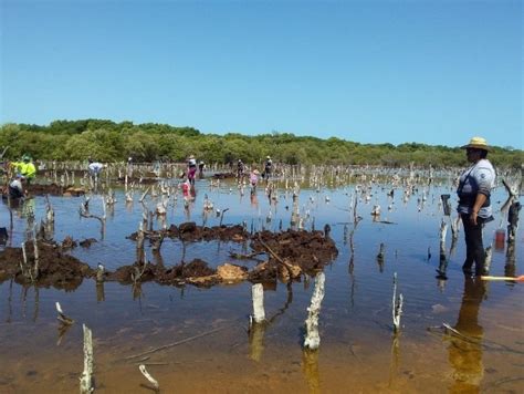 Restauración de manglares una medida de adaptación al cambio climático