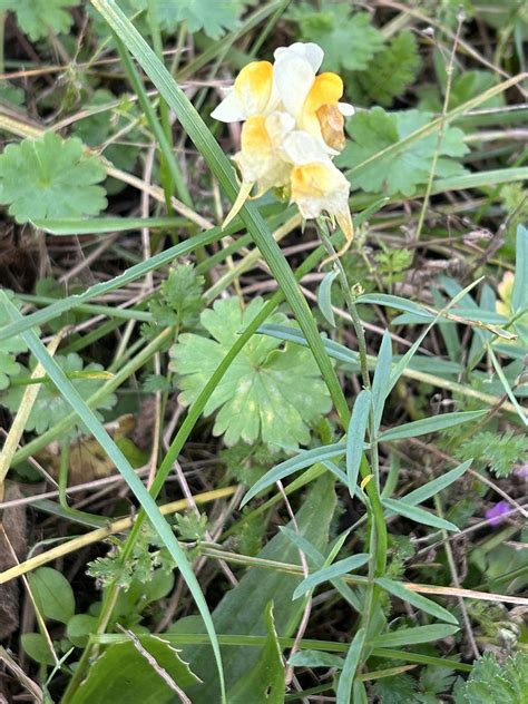 Gew Hnliches Leinkraut Linaria Vulgaris Gew Hnliches Flickr