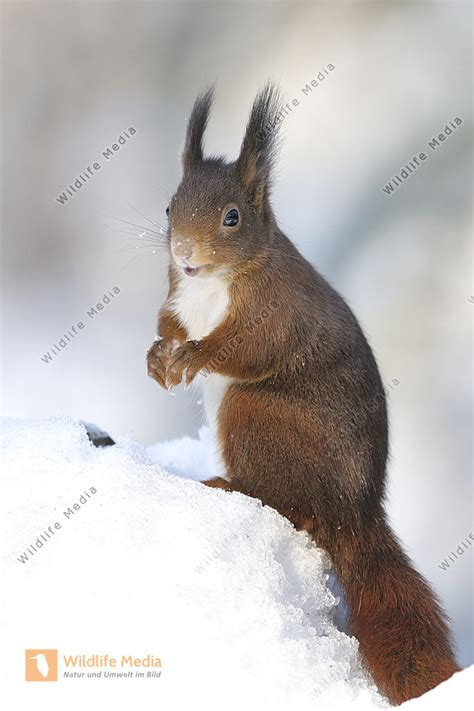 Eichhörnchen Sciurus Vulgaris Bild Bestellen Naturbilder Bei Wildlife