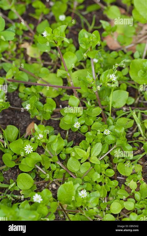 Common Chickweed Stellaria Media Flowering Plant Flower Weeds Flora Hi