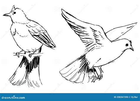 Skylark Ink Illustrations Set. Monochrome Drawings of Birds. Vector Black and White Animals Art ...