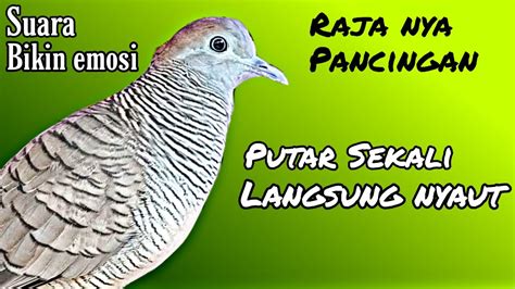 Perkutut Lokal Gacor Raja Nya Pancingan Putar Langsung Nyaut YouTube