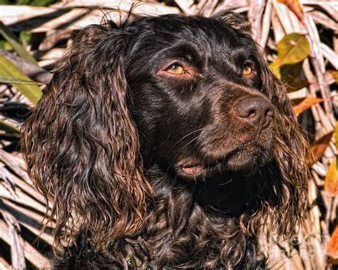 Boykin Spaniel Portrait Head Study Photograph By Timothy Flanigan