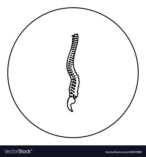 Spinal Vertebral Column Spine Backbone Icon Vector Image