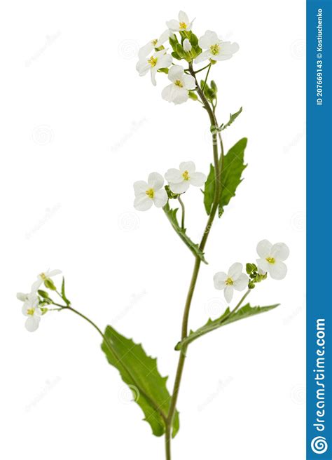 Flowers Of Arabis Isolated On White Background Stock Image Image Of