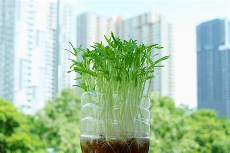 Premium Photo Water Spinach Hydroponic Microgreens Grown As Urban