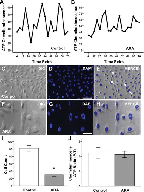 Figure 1 From Mitochondrial Calcium Signaling Mediates Rhythmic