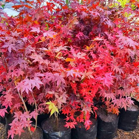 Acer Palmatum Atropurpurea Rojo Mediano Vivero Chillan Árboles y