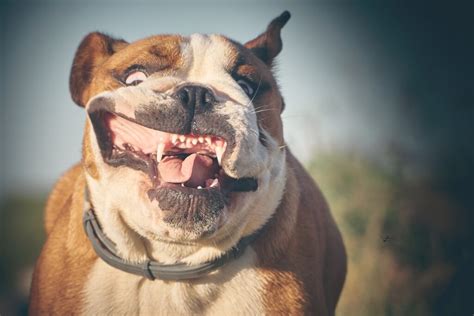 14 Pros And Cons Of Owning An English Bulldog Frenchiewiki