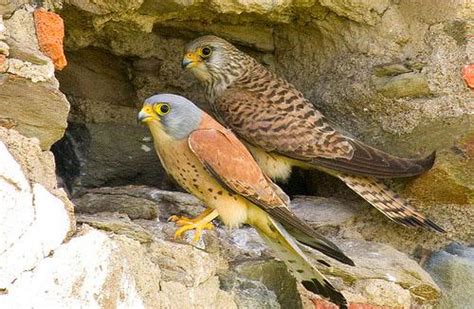 Степная пустельга / Falco naumanni / Lesser kestrel / Птицы Европы
