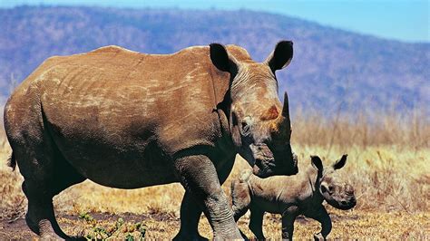 Wallpaper rhinoceroses, couple, baby, walk, grass hd, picture, image