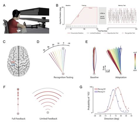 Exploring how the somatosensory cortex contributes to the encoding of ...