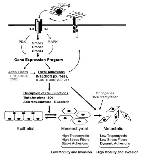 A model of the β5 integrin contribution to tGFβ mediated eMt and the