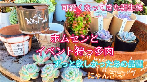 【多肉植物】ホムセンとイベントで狩っ多肉と可愛くなってきた群生株 Youtube