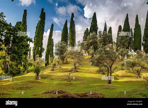 nature in Abkhazia near New Athos in summer Stock Photo - Alamy