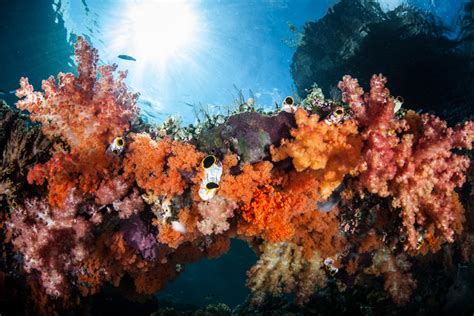 Reefmakers The Life Cycle Of Coral