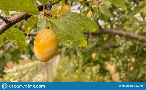 Beautiful Ripening Yellow Plums On A Branch Stock Photo Image Of