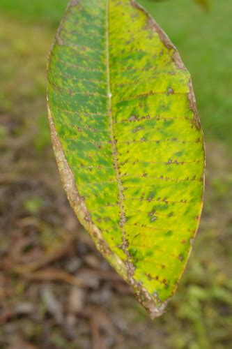 Garden Guy Hawaii Plumeria Rust Disease