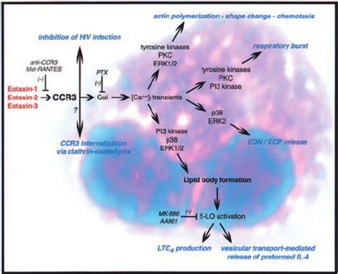 Schematic Representation Of Eotaxin Induced Ccr3 Mediated Eosinophil