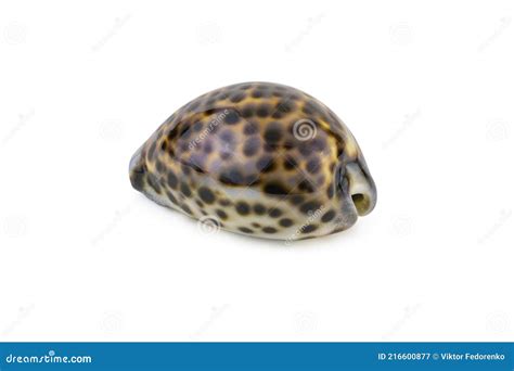 Seashell Cypraea Tigris Isolated On White Background Vector Eps