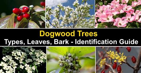 Dogwood Trees: Types, Leaves, Bark - Identification (With Pictures)