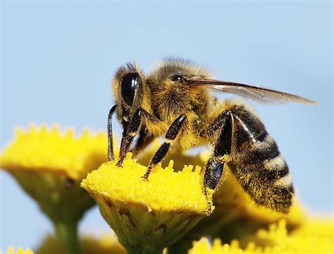 10 Interesting Facts About Honey Bees Worldatlas