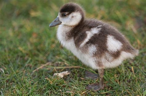 A Cute Baby Egyptian Goose Alopochen Aegyptiaca Searching for Food in a ...