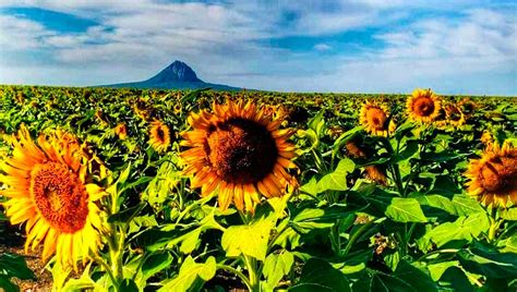 Ven y enamórate de los Campos de Girasoles en Tamaulipas Mexico