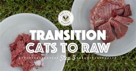 Transition Cats To Raw, Step 3 - Perfectly Rawsome