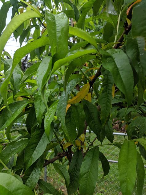 Fruit Tree Leaves Identification