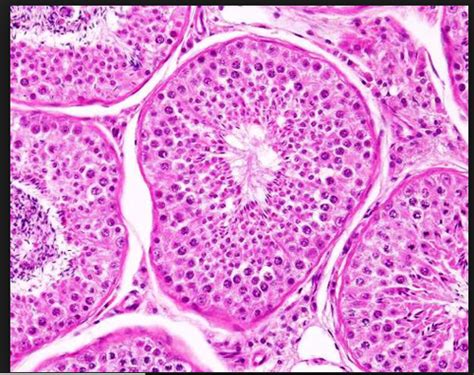 Histology Male Reproduction Flashcards Quizlet