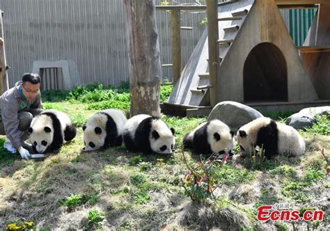 Eleven Giant Pandas Born In 2018 Enjoy The Sunshine At The Shenshuping Giant Panda Protection