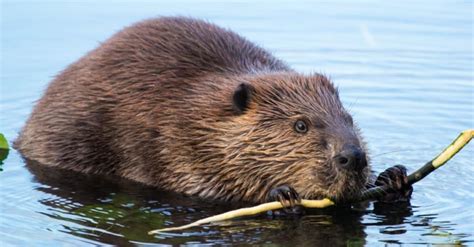 Beaver Spirit Animal Symbolism & Meaning