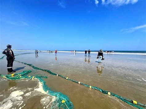 Un Tiburón Ballena Murió En Una Playa De Ecuador Tenía Heridas Provocadas Por Una Red De Pesca