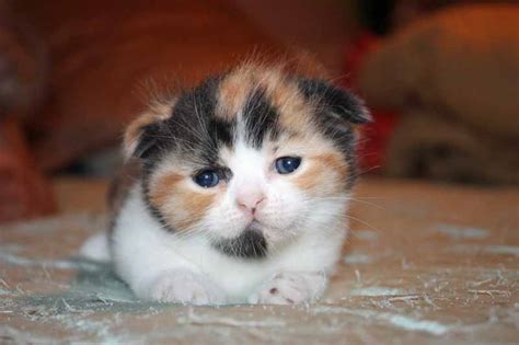 Calico Scottish Fold Kitten